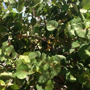 Meet your Posher, Myriame